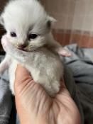 Magnifiques chatons ragdoll  loof