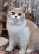 British shorthair loof