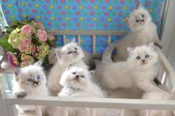 8 superbes chatons siberiens loof pedigree hypoallergnique pure race