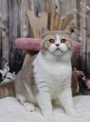 Chat british shorthair loof