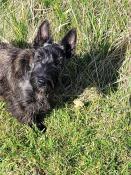 Chiot scottish terrier