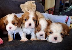 Chiots cavaliers king charles blenheim