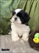 Rserver,apache,superbe mle shih tzu noir et blanc,lof