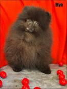 Disponible,elya,superbe femelle apparence spitz nain pomranien