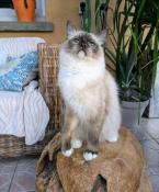 Femelle ragdoll loof adulte