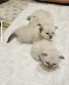 3 magnifiques chatons