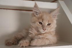 Chatons maine coon