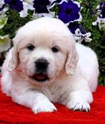 Porte exceptionnelle golden retriever lof!