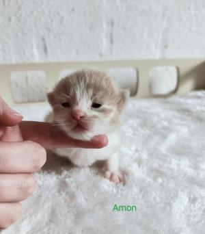 Chaton mle siberien