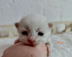 Chaton mle siberien