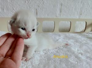 Chaton femelle siberien