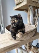 Demoiselle exotic shorthair pour compagnie