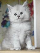 Chatons maine coon loof