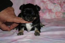 Mle chihuahua poil long lof