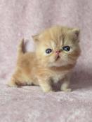 Chatons persan et exotic shorthair