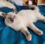 Mles ragdoll