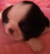 Chiots shih tzu