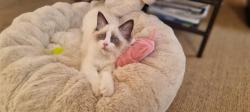 Chatons ragdoll vente