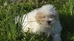 Magnifique chiot d'apparence coton de tular