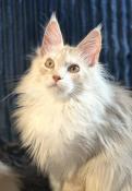 Chaton maine coon loof