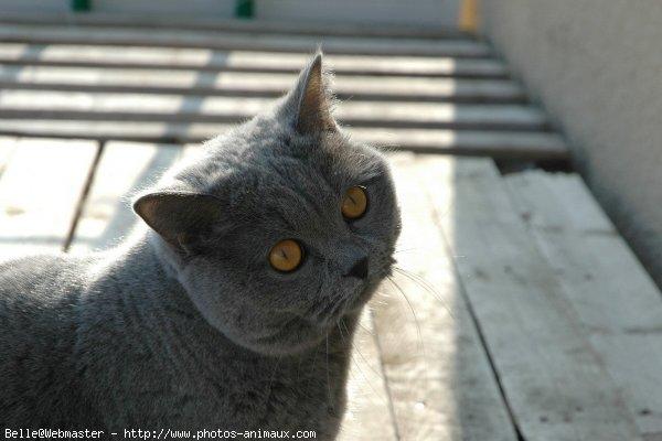 British shorthair