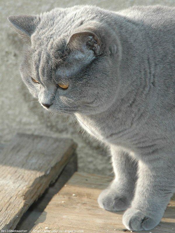 British shorthair