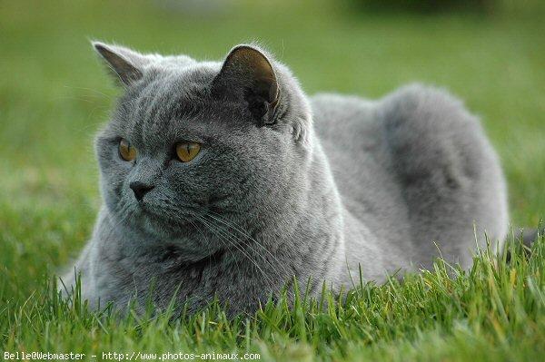 British shorthair