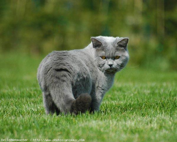 British shorthair