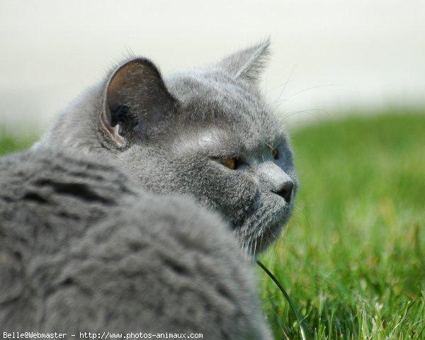 British shorthair