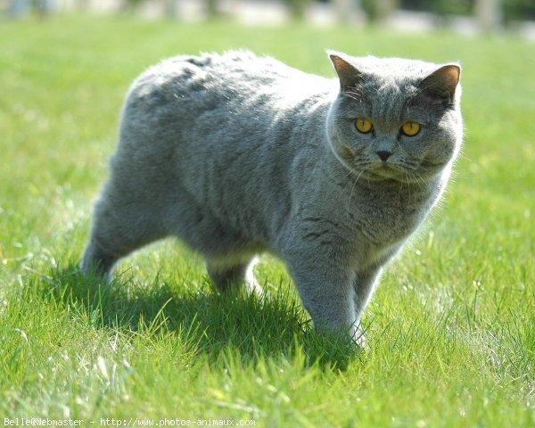 British shorthair