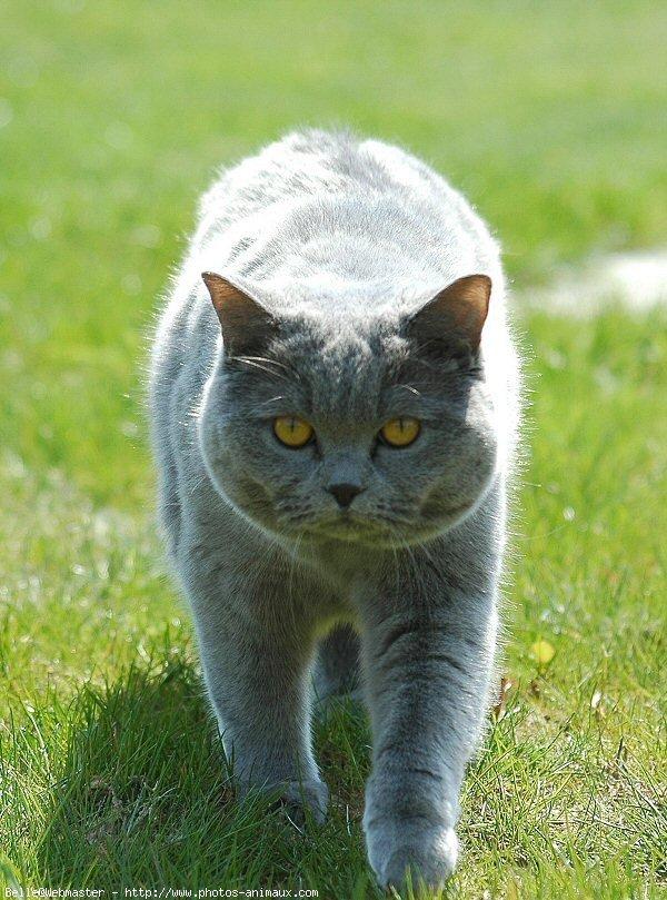 British shorthair