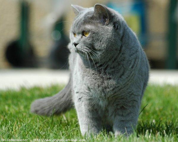 British shorthair