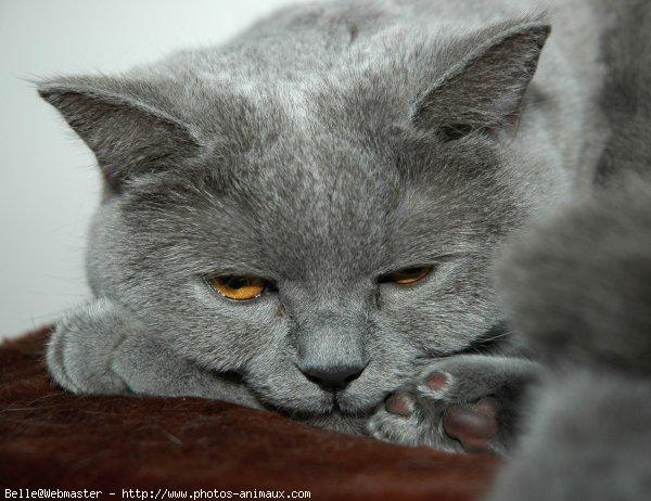 British shorthair