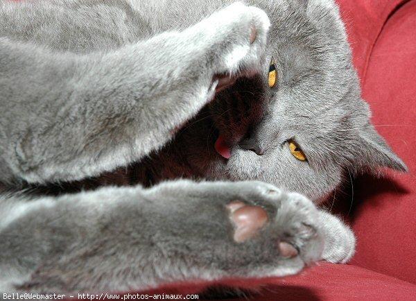 British shorthair