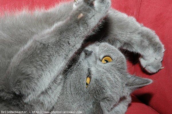 British shorthair