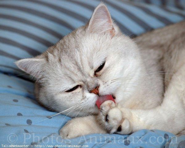 Exotic shorthair