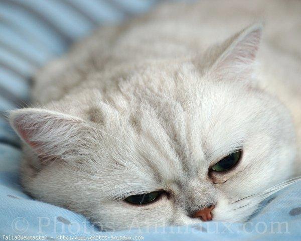 Exotic shorthair