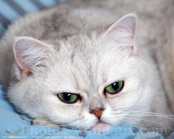 Exotic shorthair