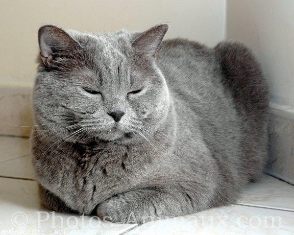 British shorthair