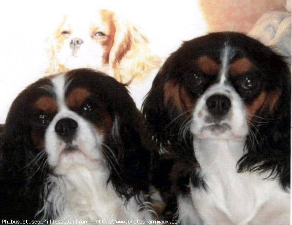 Photo De Chien De Race Cavalier King Charles Spaniel Phébus