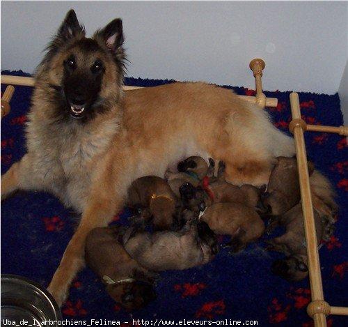 Photo De Chien De Race Berger Belge Tervueren, Uba De L'arbrochiens