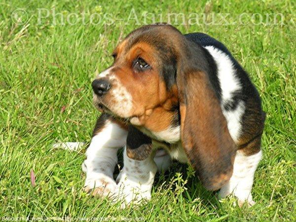 Basset hound