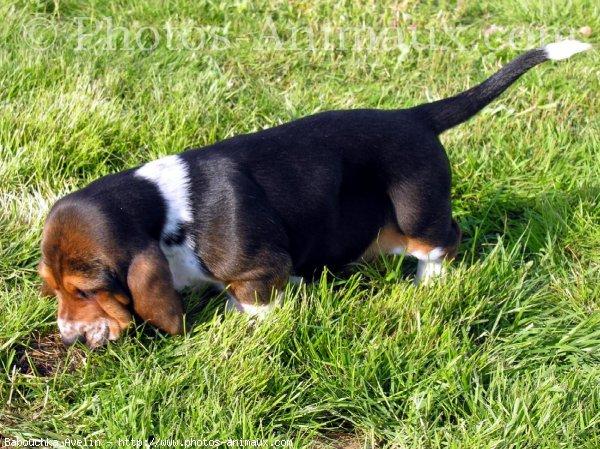 Basset hound