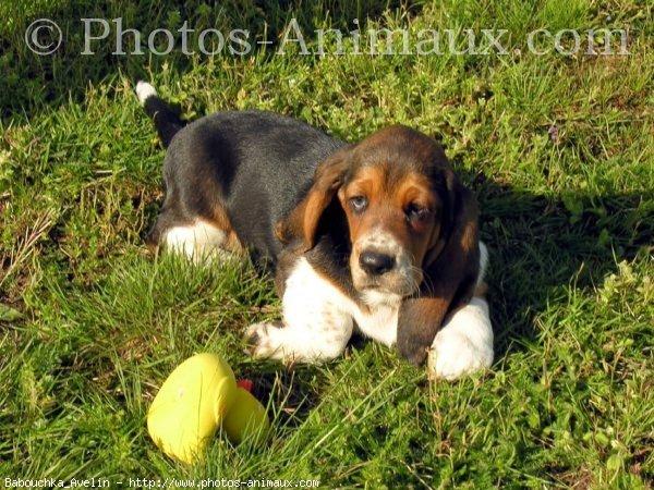 Basset hound