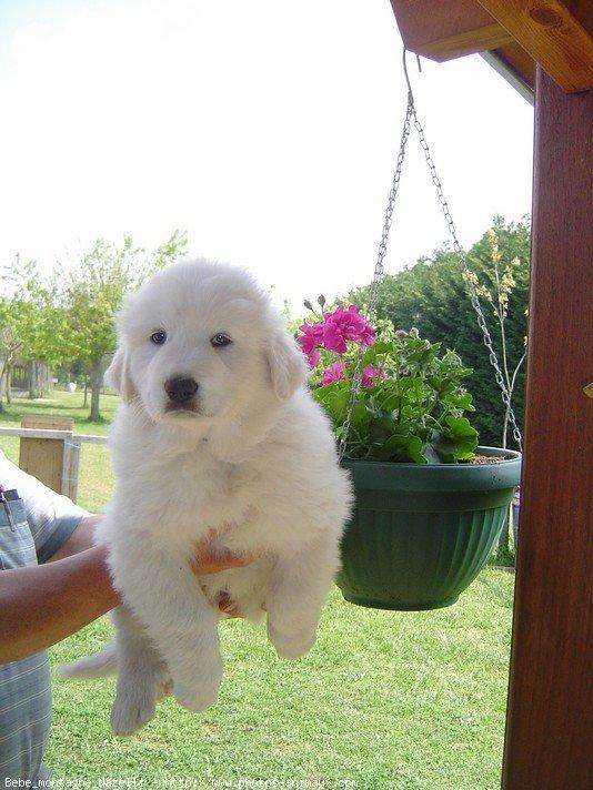 Photo De Chien De Race Chien De Montagne Des Pyrenees Bebe Montagne