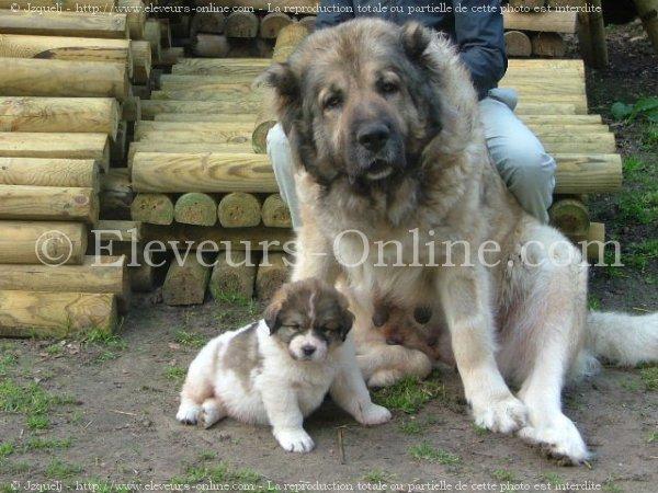 Photo De Chien De Race Berger Du Caucase Taiga Du Domaine