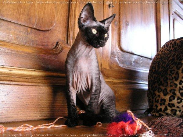 Devon rex