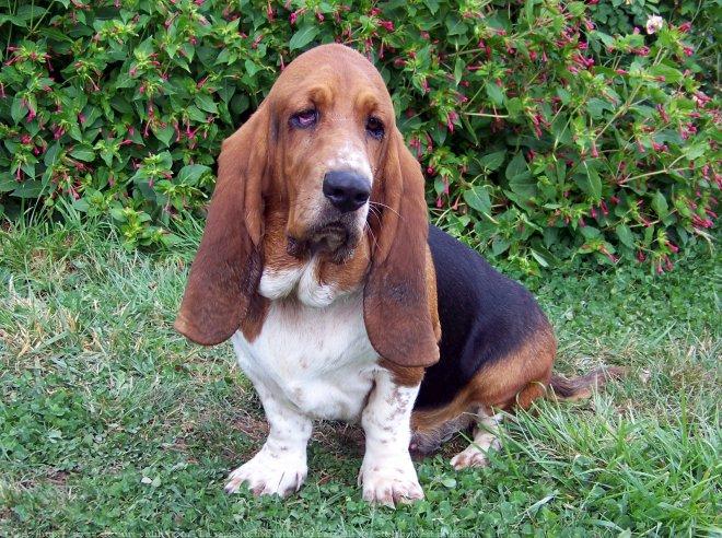 Basset hound