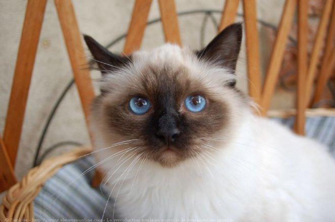 Photo De Chat De Race Sacre De Birmanie Ti Creole