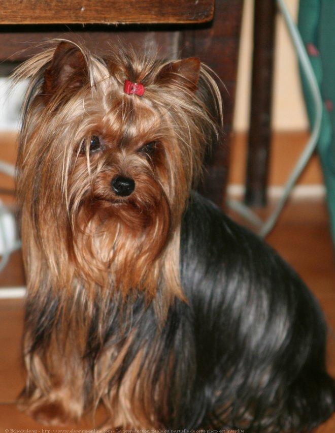 Photo De Chien De Race Yorkshire Terrier Agapê De Lecho Du